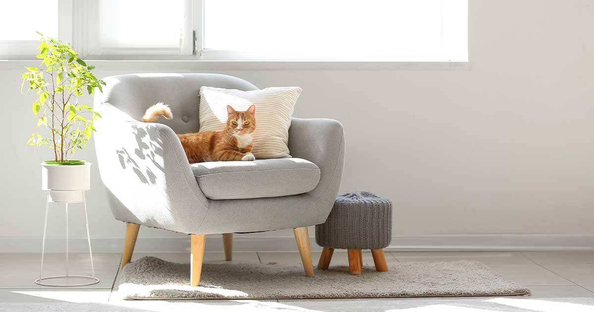 import pets to australia
